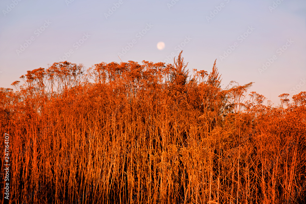 Red color of dried autumn grass as background