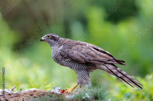 Northern goshawk eating a pigeon in the forest in the Netherlands