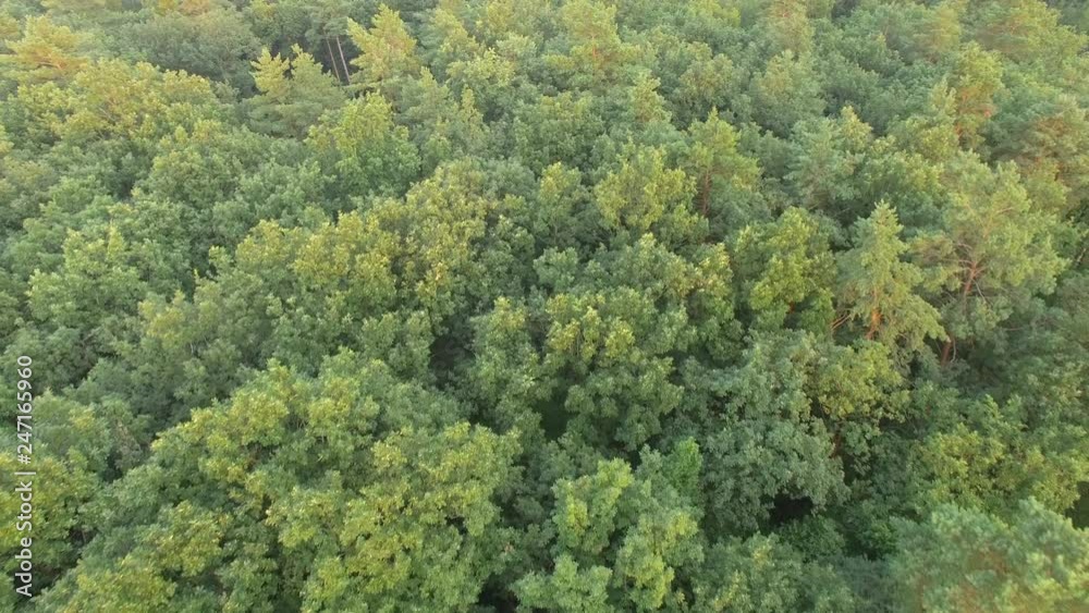 Aerial drone shot over the European forest. Shot in 4K Aerial drone shot over the European forest. Shot in 4K