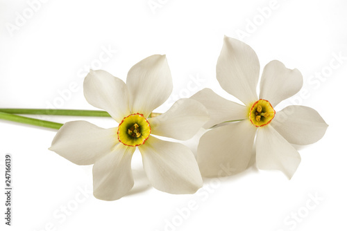 Fototapeta Naklejka Na Ścianę i Meble -  White daffodils flowers