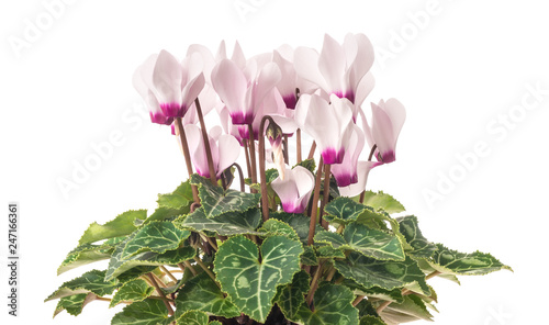 Canvastavla Cyclamen plant  with flowers
