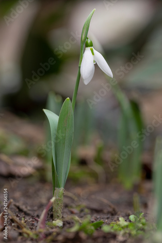 Wallpaper Mural Snowdrop flowers - Galanthus nivalis close up with selective focus. Torontodigital.ca