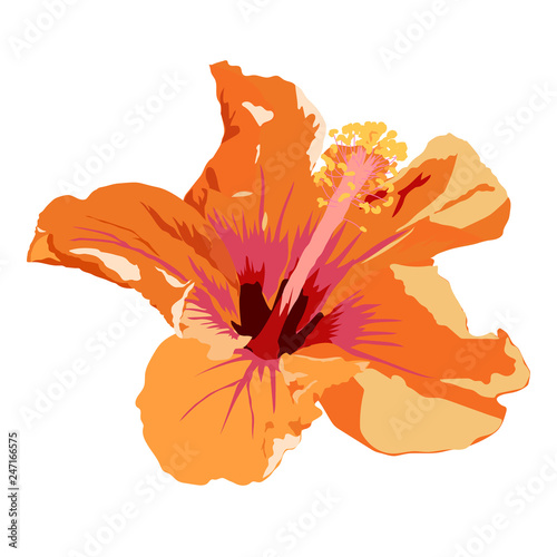 isolated orange hibiscus flower vector illustration on white background