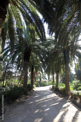 Beautiful palm garden-Carthage-Tunisia