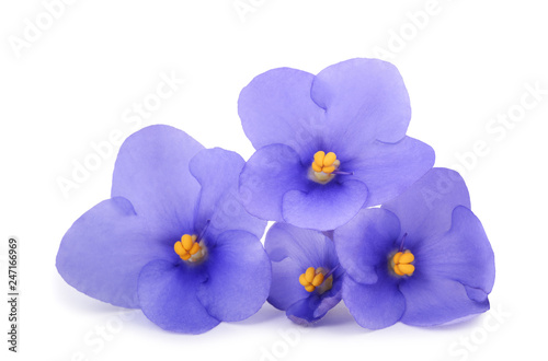 Saintpaulia (African violets) #247166969