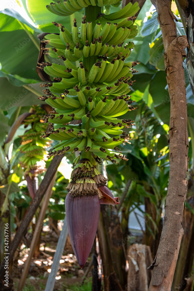 custom made wallpaper toronto digitalBanana Plant