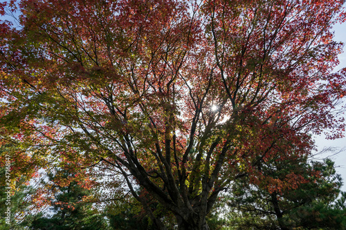 燃えるような紅葉