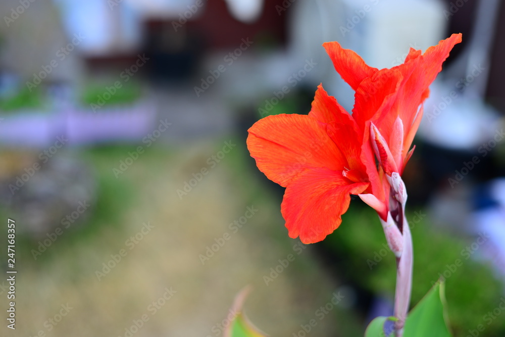 Red Canna Flowers with Blurred background