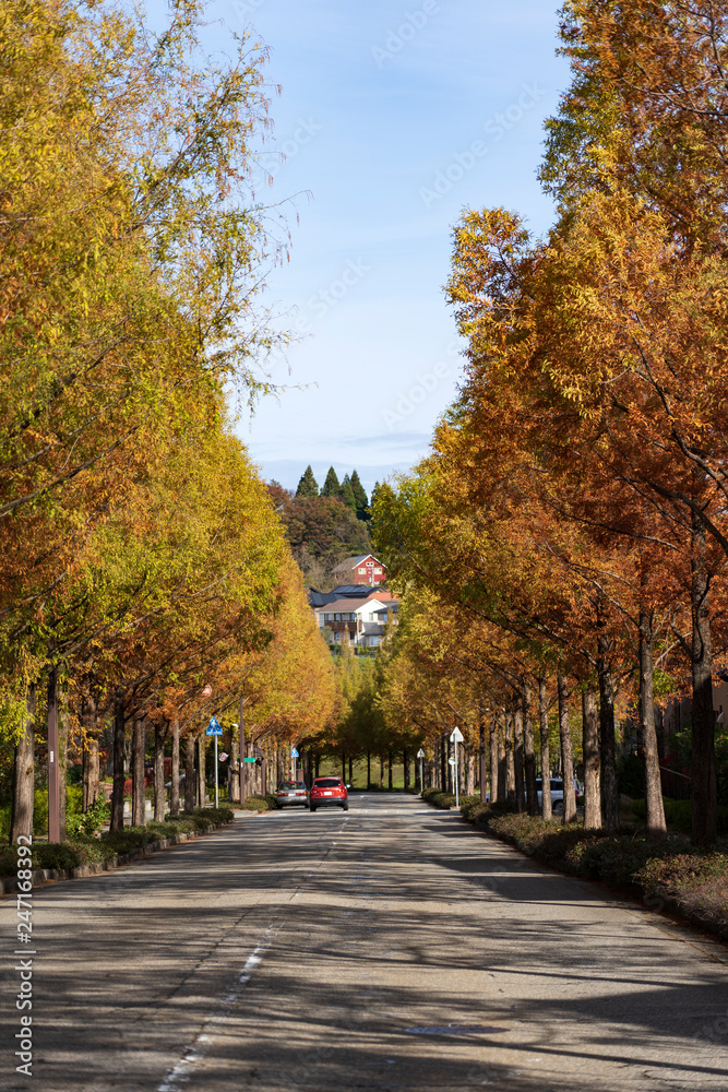 Naklejka premium Wysadzana drzewami droga Sungaoka Metasekoiya