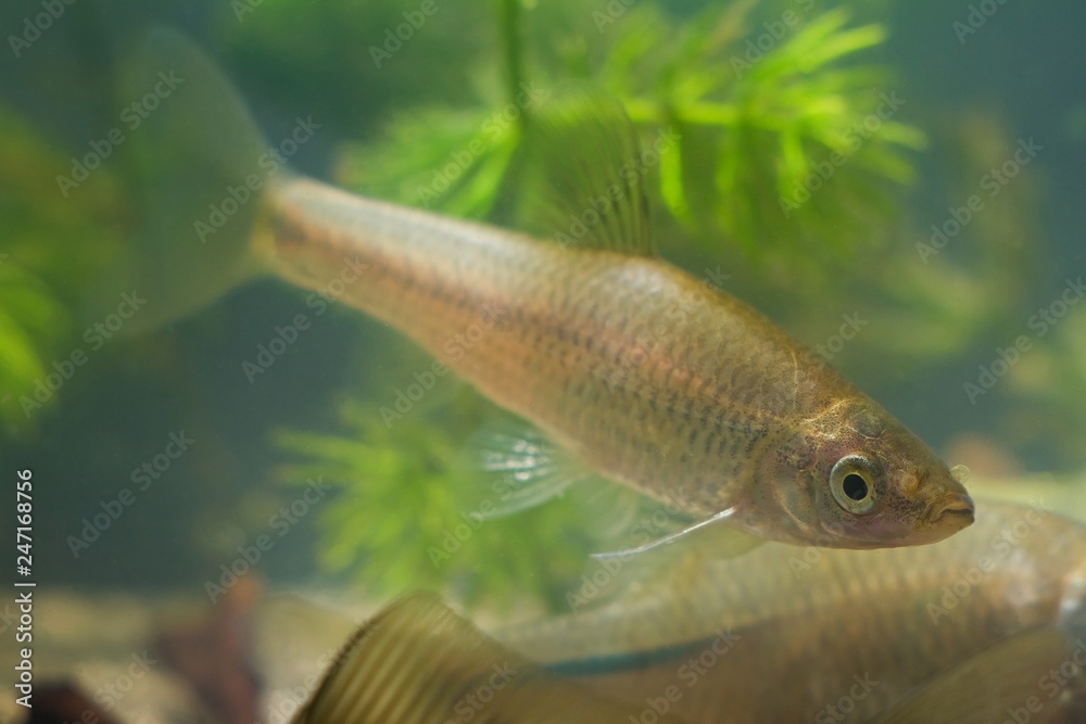 Pseudorasbora parva, stone moroko or topmouth gudgeon, freshwater fish