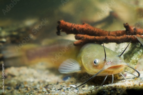 Channel catfish, Ictalurus punctatus, freshwater fish in European biotope aquarium, detail of tank photo