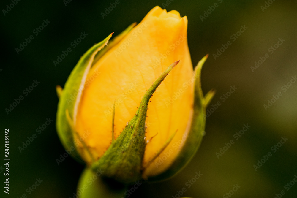 yellow rose yellow rose