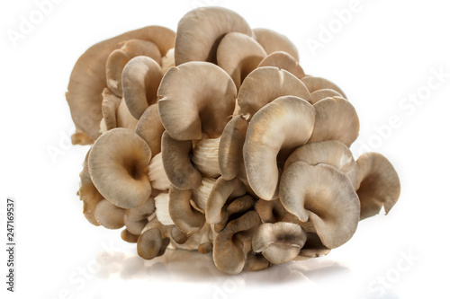 Oyster mushrooms, a bunch of mushrooms isolated on a white background. Environmentally friendly protein product.