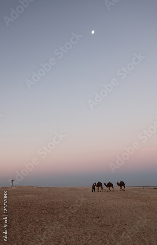 Morning in Sahara desert © zatletic