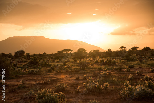 Canvas-taulu Golden sunset over African savanna