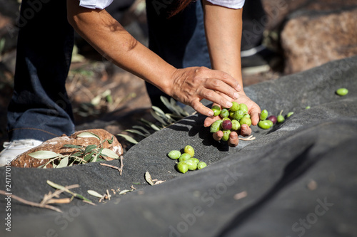 Harvesting fresh olives