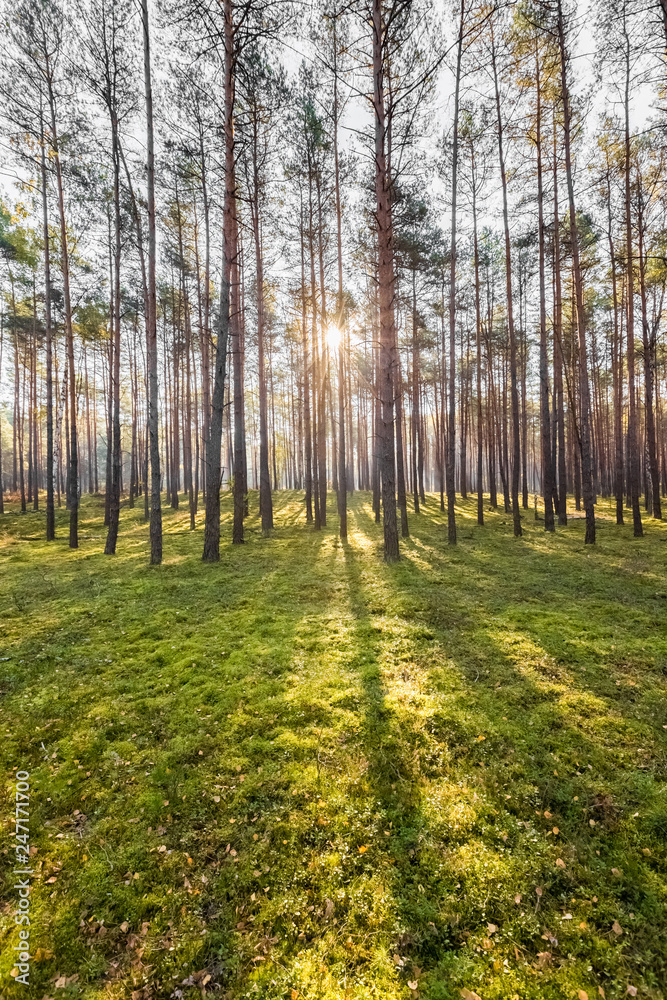 Fototapeta premium Pine forest in the morning