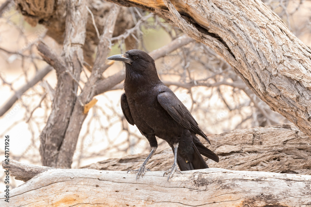 Obraz premium Cape Crow or Black Crow, Corvus capensis, Kgalagadi Transfrontier Park, Northern Cape, South Africa