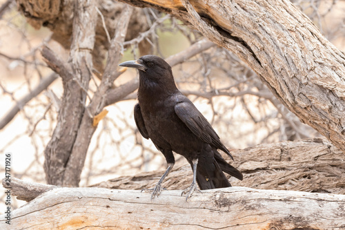 Cape Crow or Black Crow, Corvus capensis, Kgalagadi Transfrontier Park, Northern Cape, South Africa