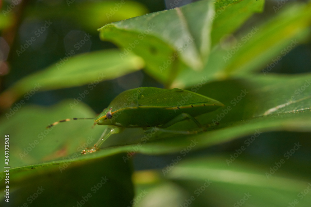 Macro leaf bug Macro leaf bug