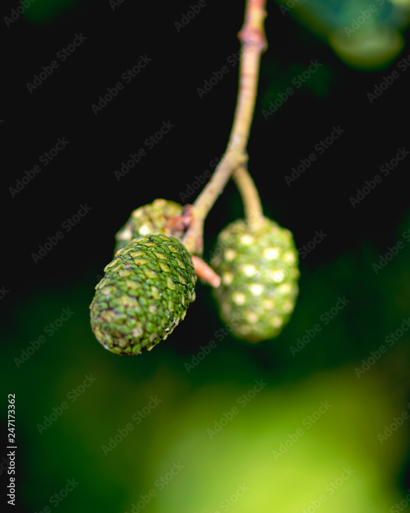 acorns on branch acorns on branch
