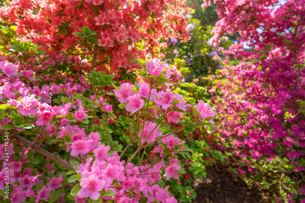 Rhododendron im Garten