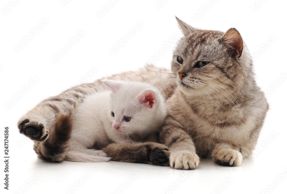 Cat with kitten.