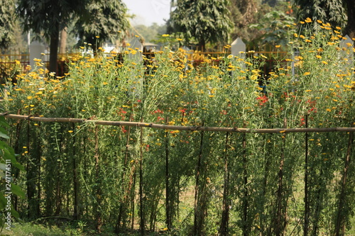 Mustard flower photo