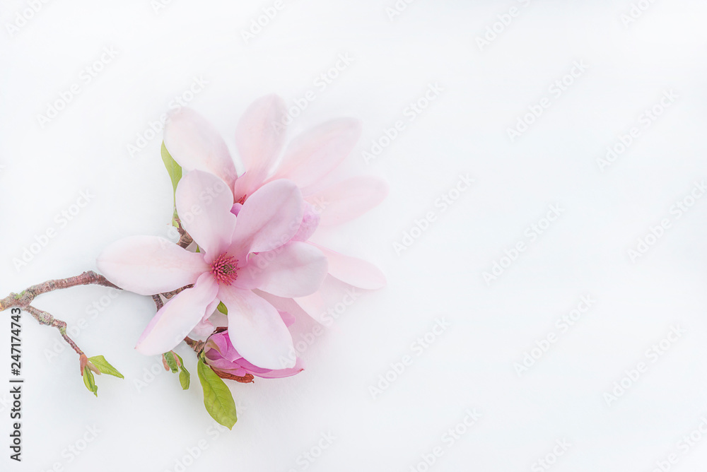 Beautiful twig with pink magnolia flowers on a white background wtih copy space
