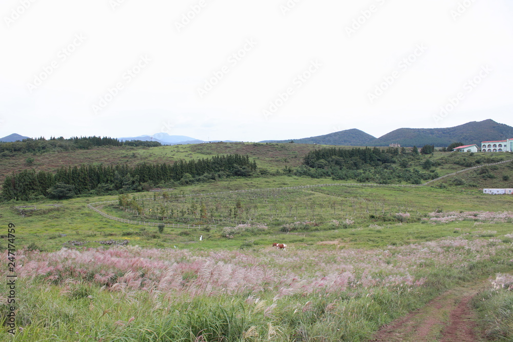 Obraz premium 제주의 핑크뮬리