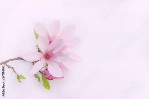 Beautiful twig with pink magnolia flowers on a pink background wtih copy space