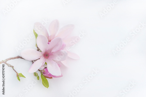 Fototapeta Naklejka Na Ścianę i Meble -  Beautiful twig with pink magnolia flowers on a white background wtih copy space