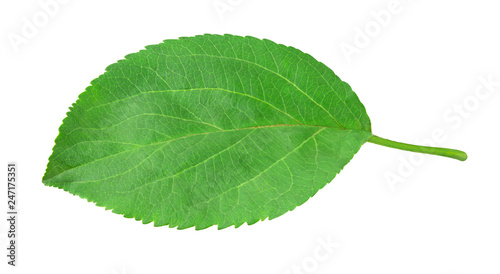 Apple leaf isolated on a white background with clipping path. One of the best isolated apples leaves that you have seen.