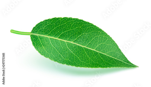 Pear leaf with soft shadow isolated on a white background with clipping path. One of the best isolated pears leaves that you have seen.