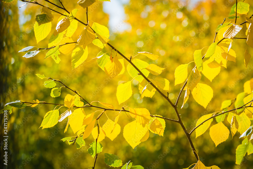 Sunlight falls on the brown branch of yellow birch. Sunlight falls on the brown branch of yellow birch.