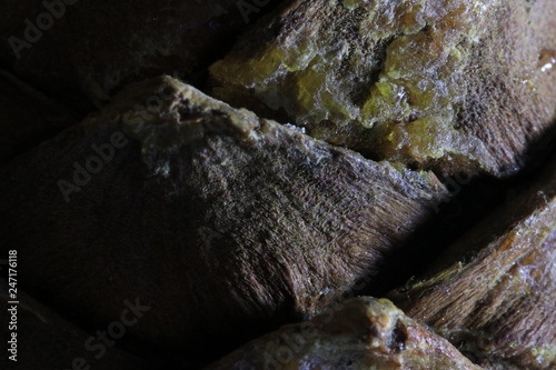 macro photo cedar cone and resin photo