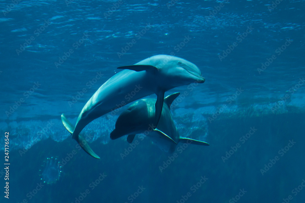 Fototapeta premium Common bottlenose dolphins (Tursiops truncatus).