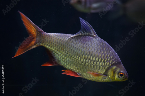 Tinfoil barb (Barbonymus schwanenfeldii). © Vladimir Wrangel