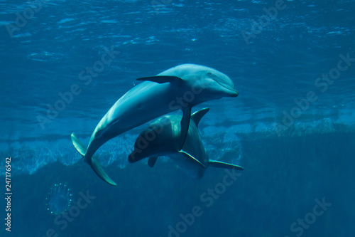 Fototapeta Naklejka Na Ścianę i Meble -  Common bottlenose dolphins (Tursiops truncatus).