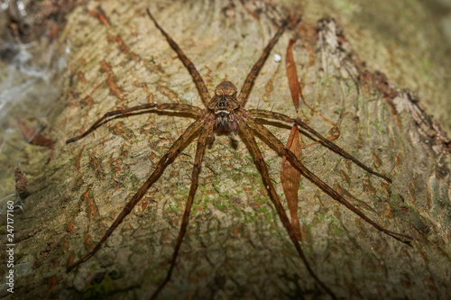 Macro photograph of a large spider