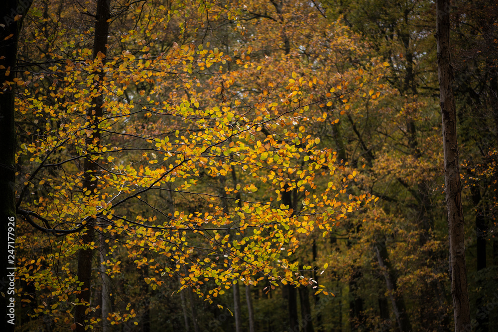 autumn in the forest