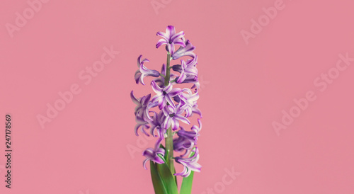 Hyacinth  spring flower on pink background with copy space for message. Greeting card for Valentine s Day  Woman s Day and Mother s Day holidays. Toned image. Top view.