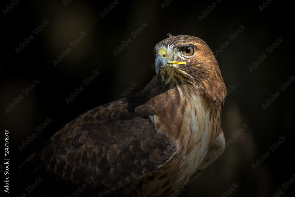 Bird of Prey close up detail