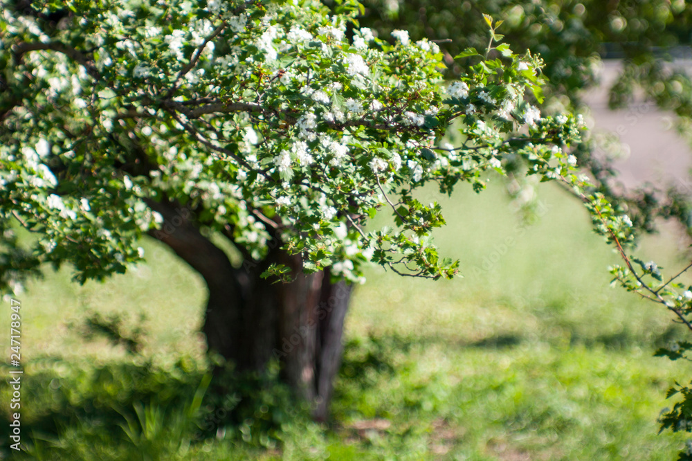 tree in the garden tree in the garden