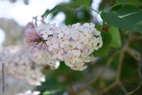 branch of a tree with white flowers