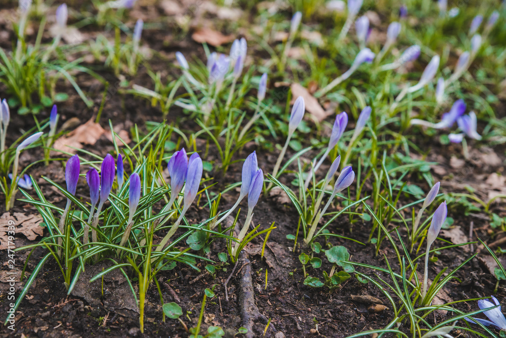 blooming purple snowdrops close up blooming purple snowdrops close up