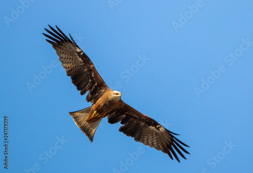 eagle in flight