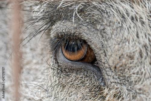 occhio cinghiale