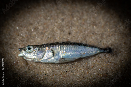 kleiner silberner Fisch Sardine am Strand von Rügen