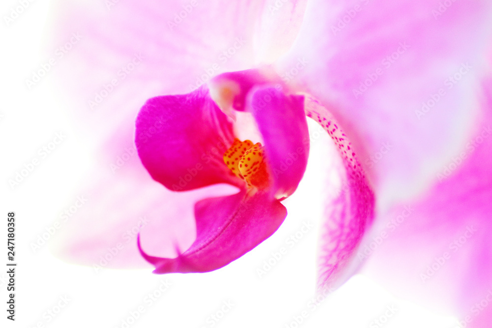 Obraz premium Orchidee